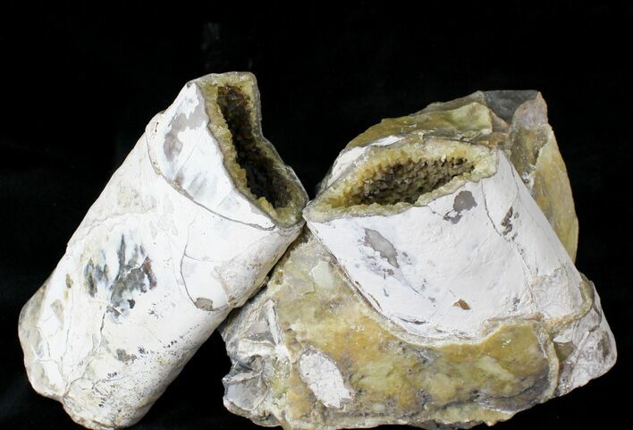 Large Crystal Filled Baculites Fossil - South Dakota #22799